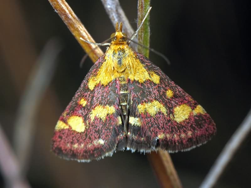 Pyrausta purpuralis (Linnaeus, 1758)